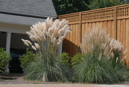 Pampas Grass (Cortaderia selloana) - QT