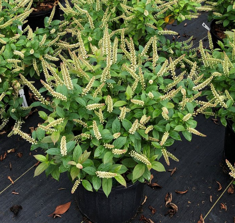 Fizzy Mizzy® Sweetspire (Itea fizzy 'Mizzy') - 1 gallon