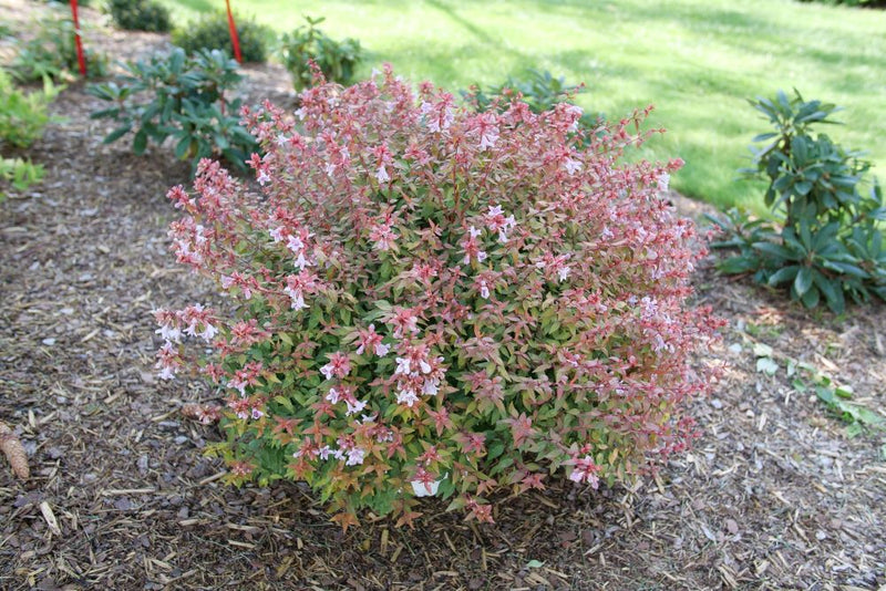 Poco Loco® Abelia (ABELIA POCO LOCO) - QT