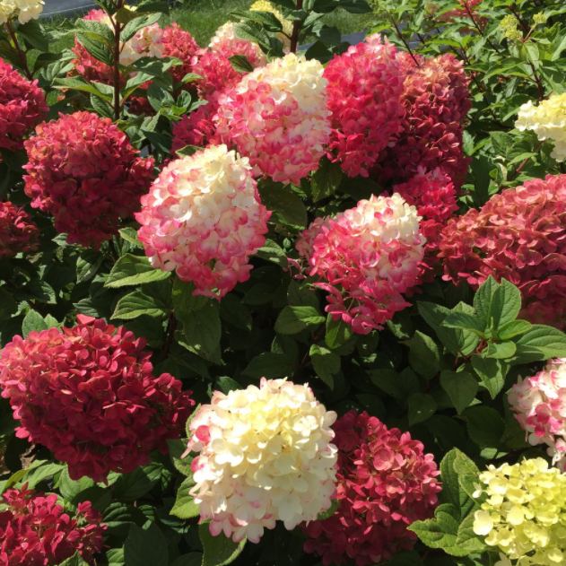 Little Lime Punch® Panicle Hydrangea (Hydrangea 'P Little Lime Punch') - QT