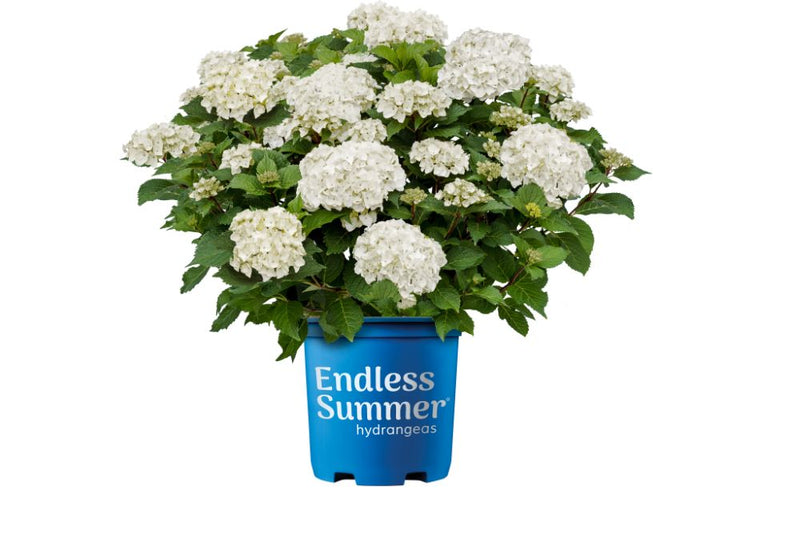 Endless Summer® Dreamcloud® Bigleaf Hydrangea (Hydrangea macrophylla Endless Summer Dreamcloud ('Bailmaceight')) - 2 gallon