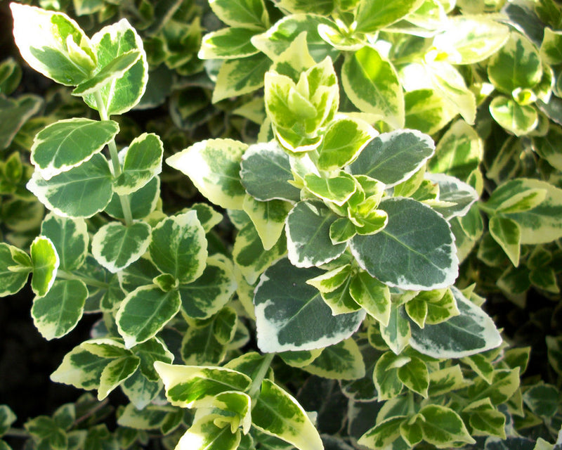 Emerald Gaiety™ Euonymus (Euonymus fortunei 'Emerald Gaiety') - QT