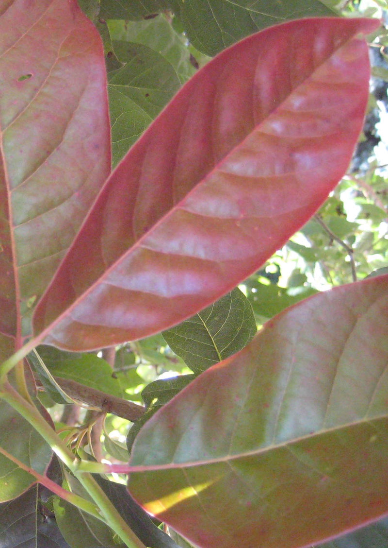 Wildfire Blackgum (Nyssa sylvatica 'Wildfire') - 3 gallon TREE