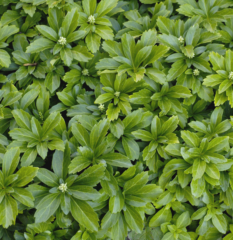 Japanese Spurge (Pachysandra terminalis) - QT