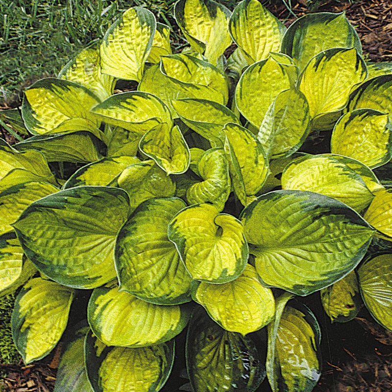 Rainforest Sunrise Plantain Lily (Hosta rainforest 'Sunrise') - QT