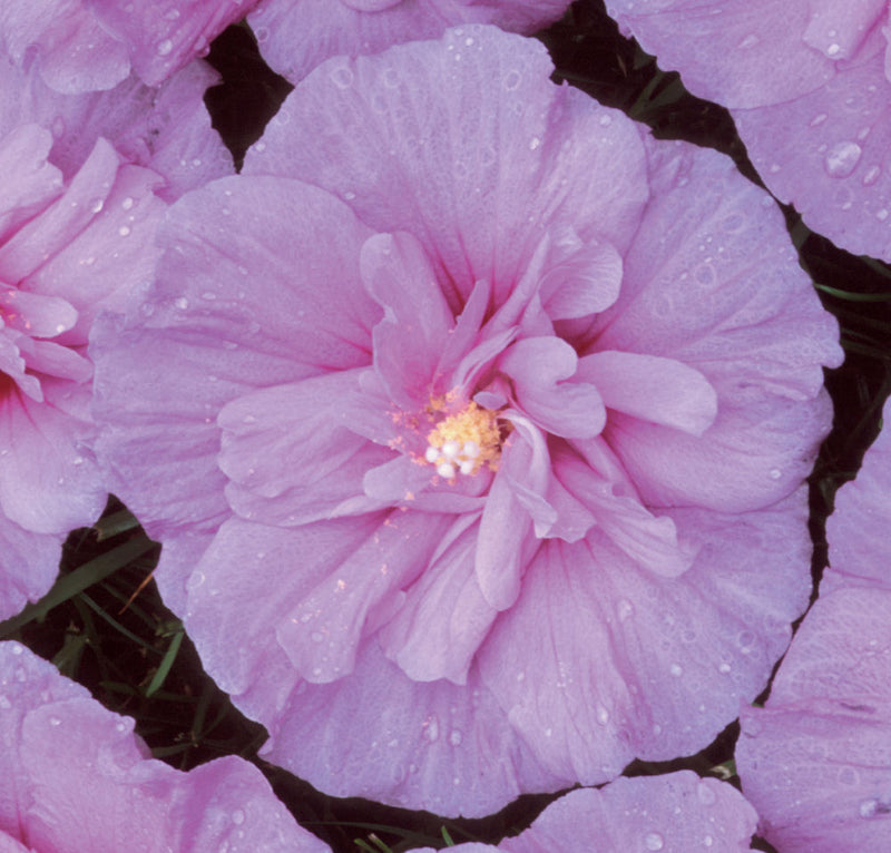 Lavender Chiffon® Rose of Sharon (Hibiscus syriacus 'Notwoodone') - 3 gallon 30"