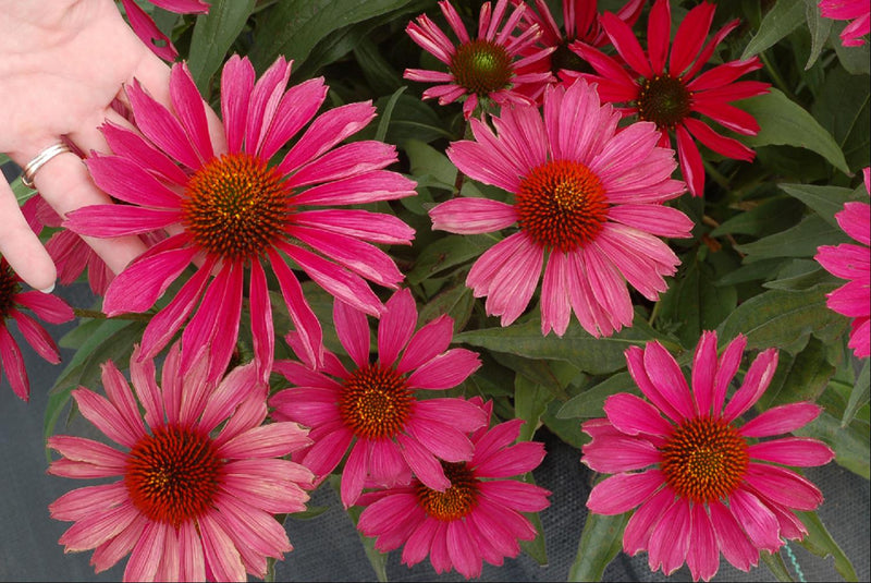 KISMET™ Raspberry Coneflower (Echinacea purpurea 'Kims Knee High') - 3QT