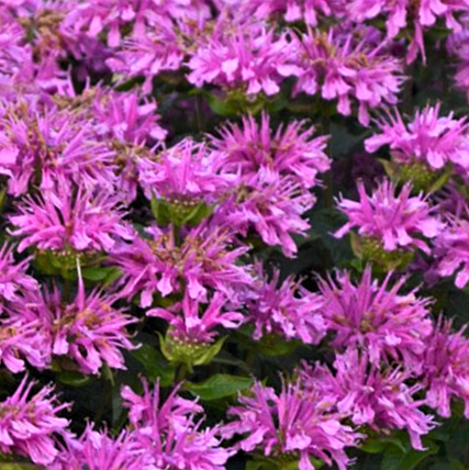 Sugar Buzz® Rockin Raspberry Bee Balm (Monarda 'Sugar Buzz Rockin Raspberry') - 1 gallon