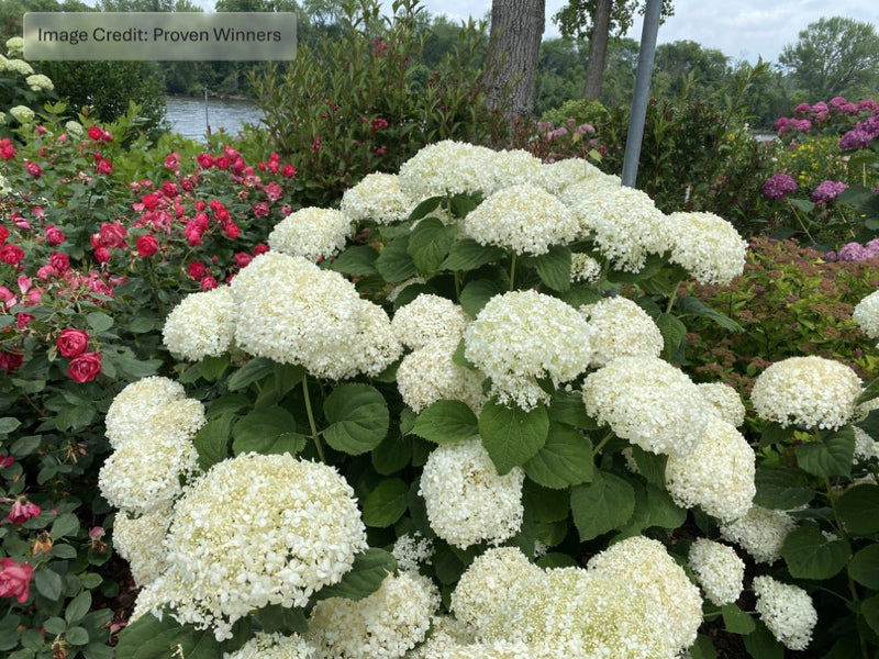 INCREDIBALL STORM PROOF™ Smooth Hydrangea (HydranHydrangeagea arborescens ‘Incrediball Storm Proof’) - 3 gallon