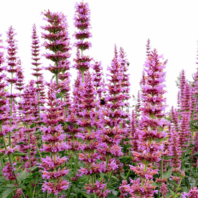 Prince’s Plume Agastache (Agastache ‘Prince’s Plume’) - 1 gallon