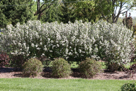 Low Scape Snowfire® Chokeberry (Aronia melanocarpa ‘Snowfire’) - QT
