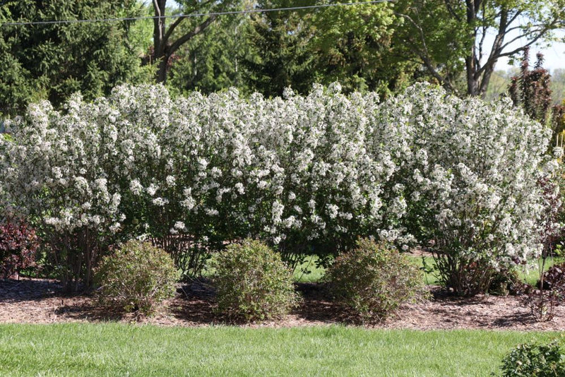 Low Scape Snowfire® Chokeberry (Aronia melanocarpa ‘Snowfire’) - QT