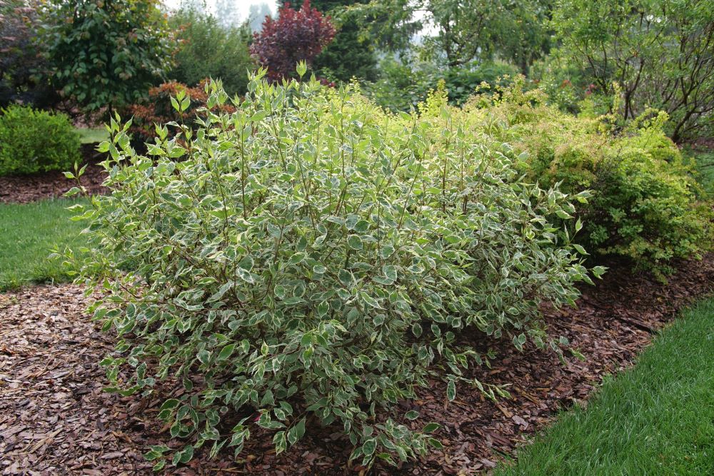 SGT. PEPPER® Tatarian dogwood (Cornus alba 'Verpaalen2' Sgt. Pepper) - QT