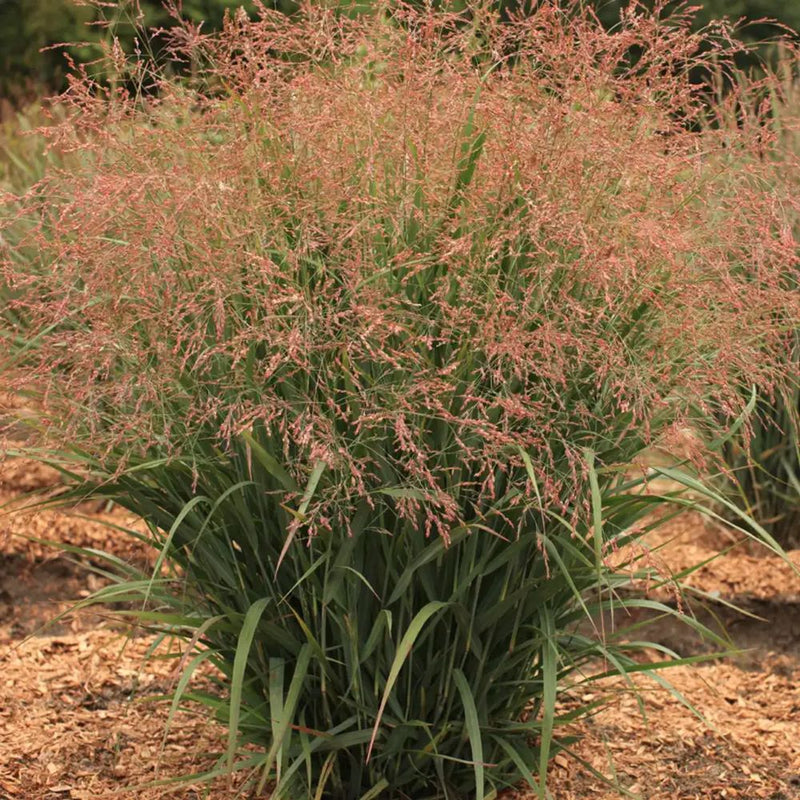 Dream Catcher® Smoky Rose® Switchgrass (Panicum virgatum ‘Dream Catcher Smoky Rose’) - QT