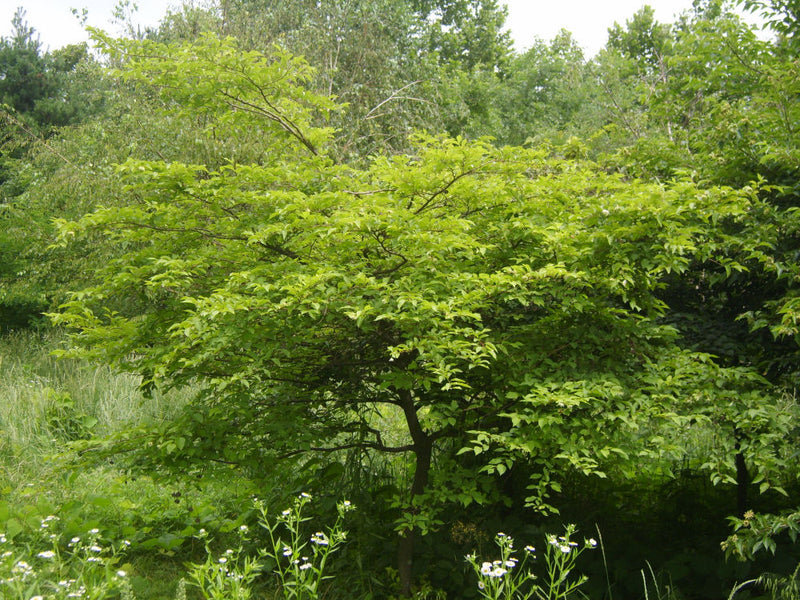 Japanese Snowbell (Styrax japonicus) - 3 gallon