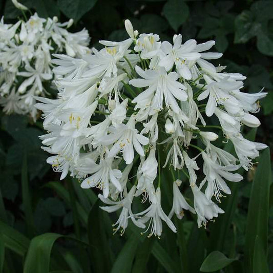 Getty White Lily of the Nile (Agapanthus africanus 'Getty White') - QT