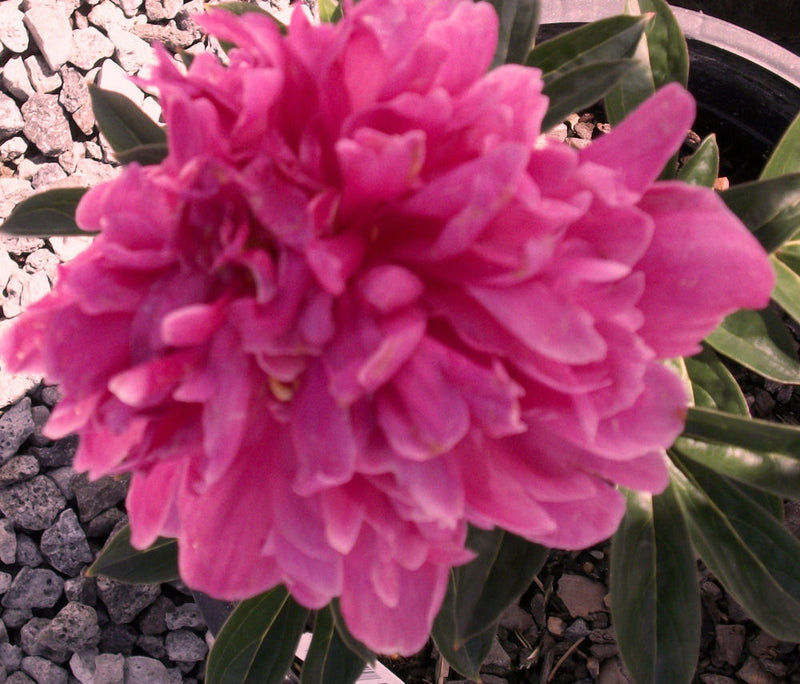 Kansas Red Peony (Paeonia japonica 'Kansas Red') - 2 gallon
