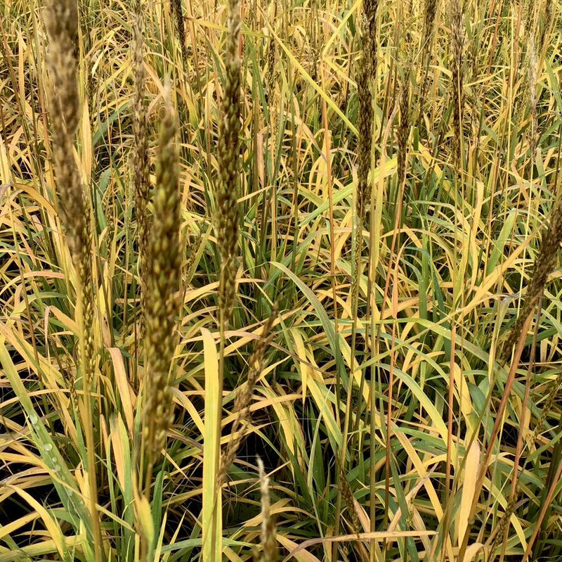Indian Grass (Sorghastrum 'Sorg. N. Golden Sunset') - 2 gallon