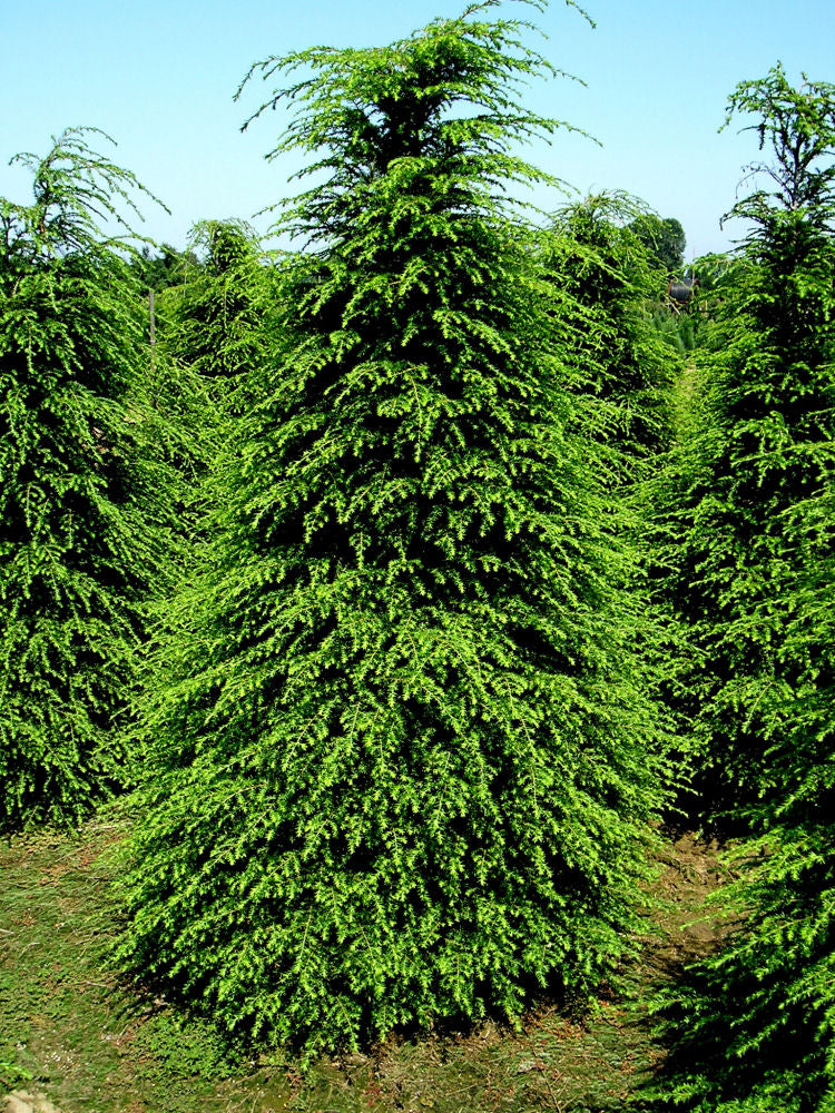 Canadian Hemlock (Tsuga canadensis) -