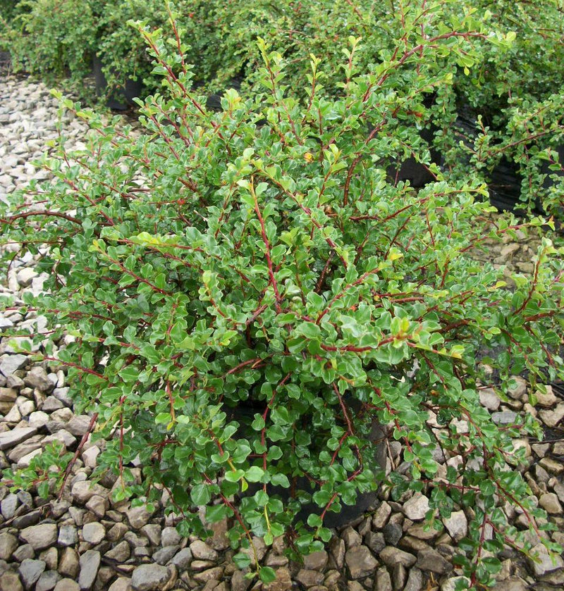 Cranberry Cotoneaster (Cotoneaster apiculatus) -