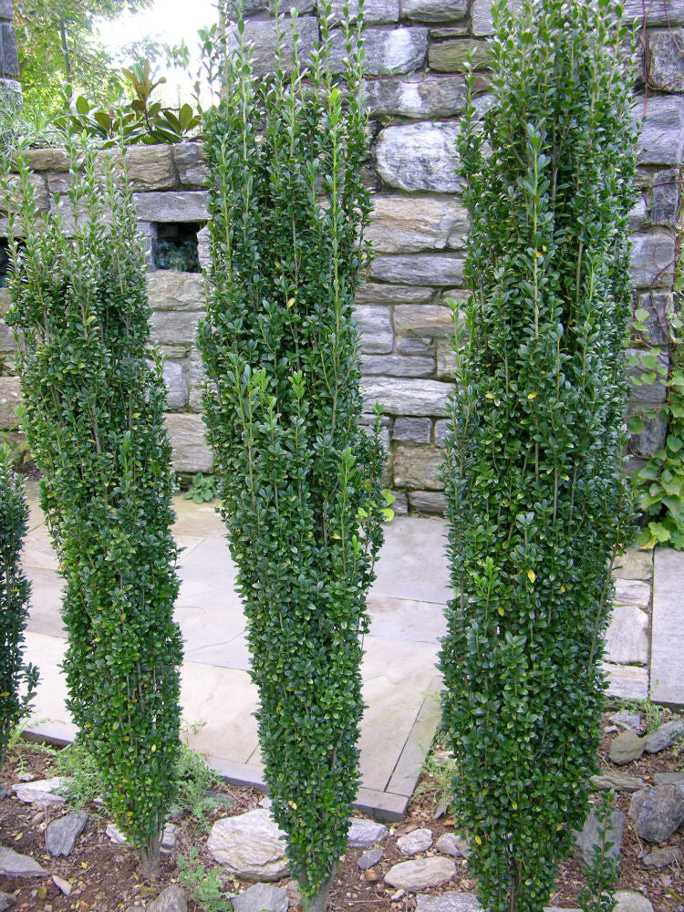 Sky Pencil Holly (Ilex crenata 'Sky Pencil') -