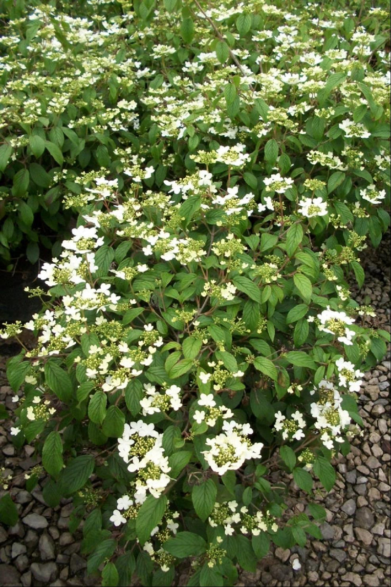 Summer Snowflake Viburnum (Viburnum plicatum 'Summer Snowflake') -
