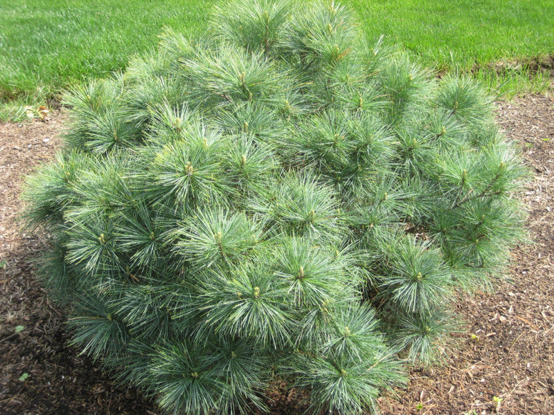Blue Shag Dwarf White Pine (Pinus strobus 'Blue Shag') -
