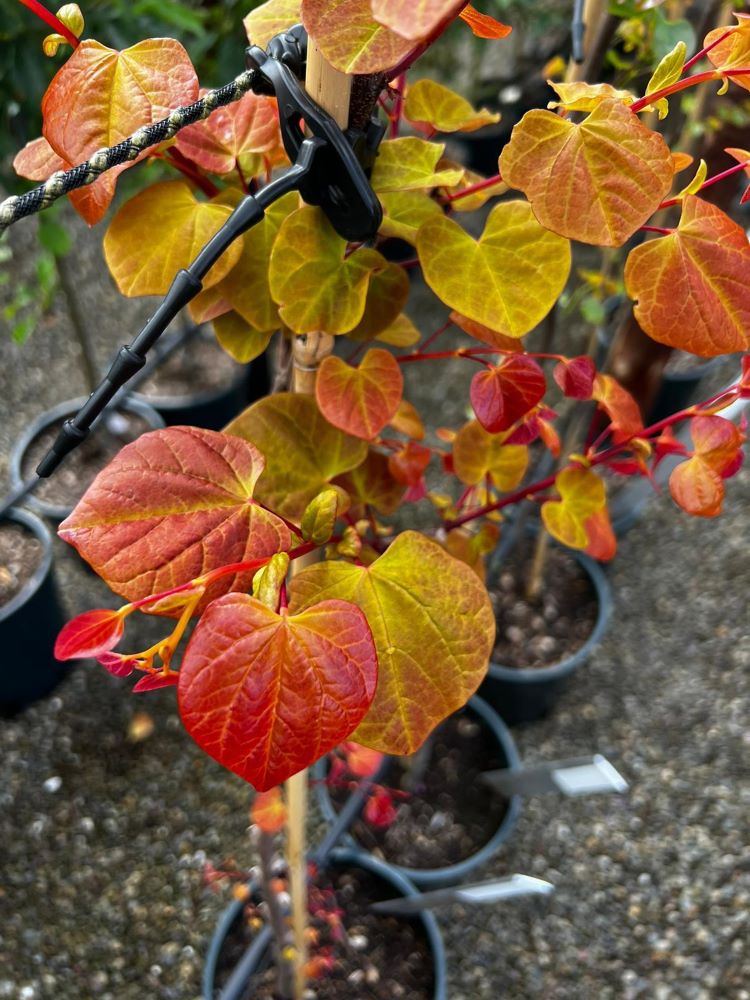 Hearts A'Fire™ Redbud (Cercis canadensis 'Hearts A' Fire') -