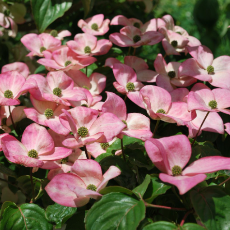 Pink Chinese Dogwood (Cornus kousa 'Satomi') -