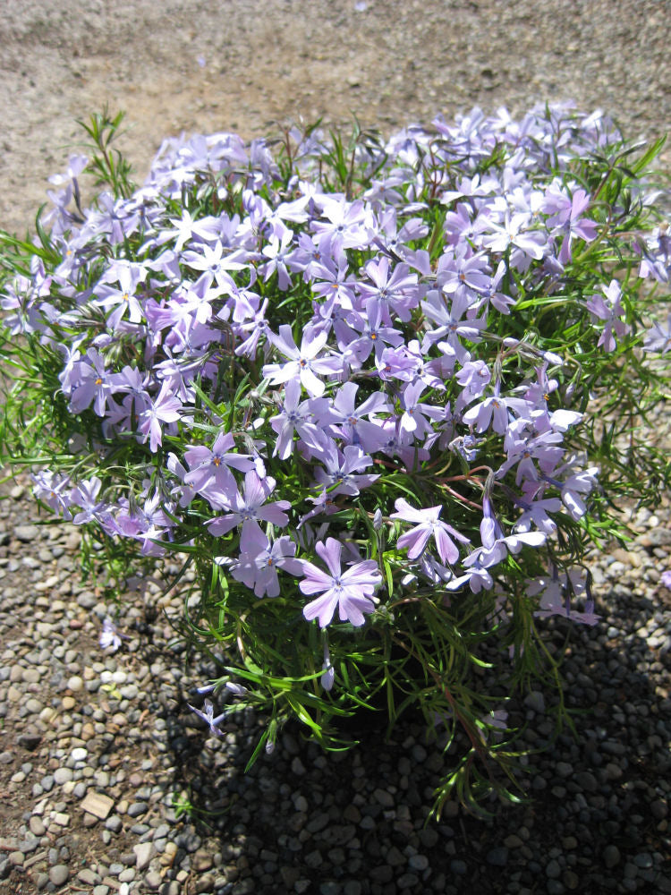Emerald Blue Moss Phlox (Phlox subulata 'Emerald Blue') -