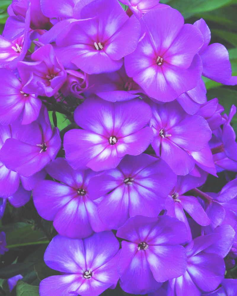 Grape Lollipop™ Phlox (Phlox paniculata 'Ditomsur') -