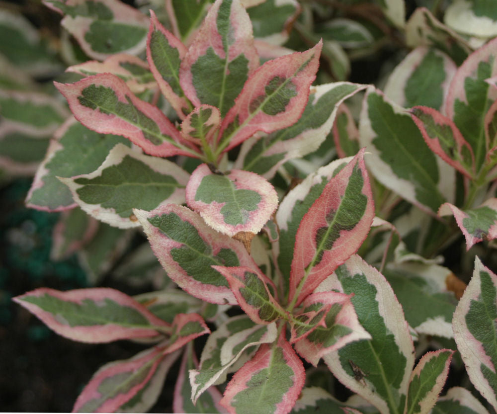 My Monet® Weigela (Weigela x 'Verweig') -
