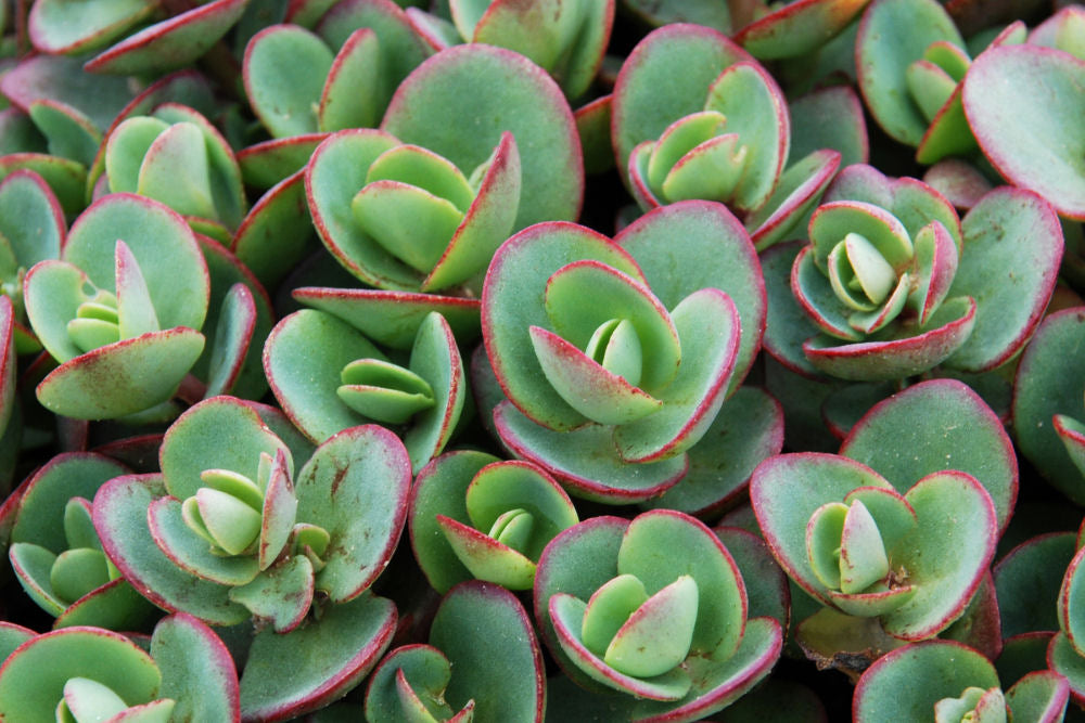 Lime Zinger Stoncrop (Sedum sedum 'Lime Zinger') -