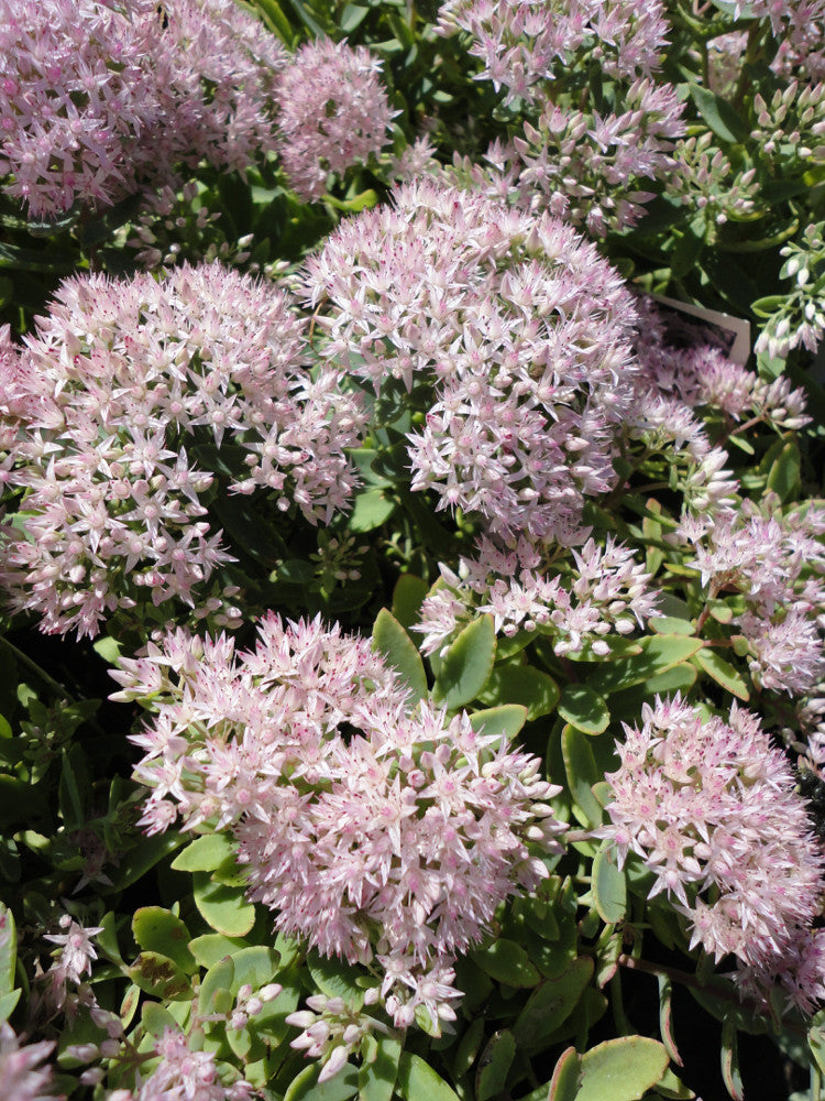 Rock 'N Round® 'Pure Joy' Stonecrop (Sedum pure 'Joy') -