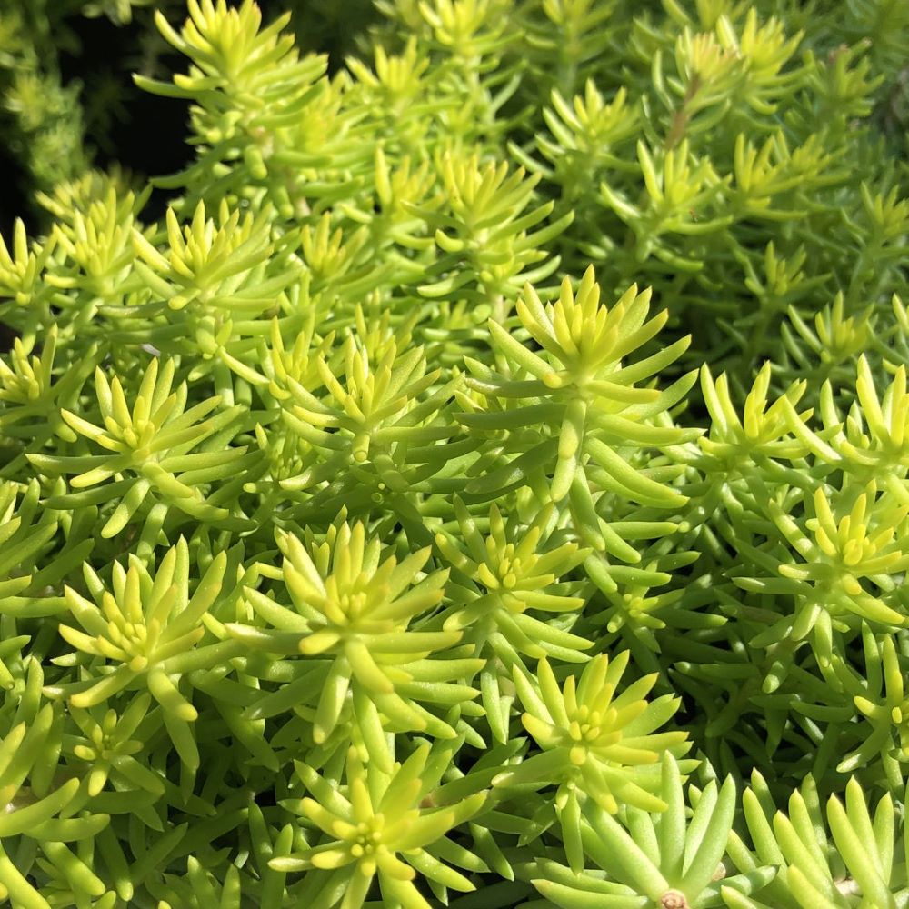 Angelina’s Teacup Stonecrop (Sedum angelinas 'Teacup') -
