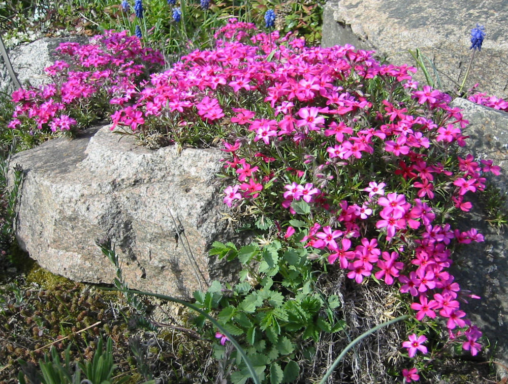 Scarlet Flame Creeping Phlox (Phlox subulata 'Scarlet Flame') -