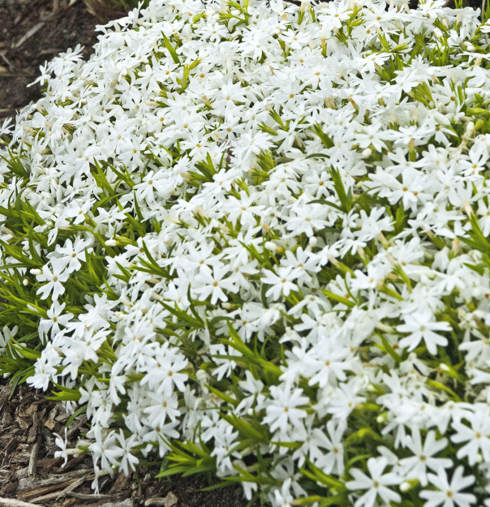 Snowflake Creeping Phlox (Phlox subulata 'Snowflake') -