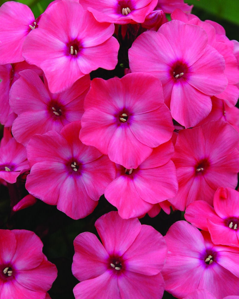 Coral Crème Drop™ Phlox (Phlox paniculata 'Ditomdre') -