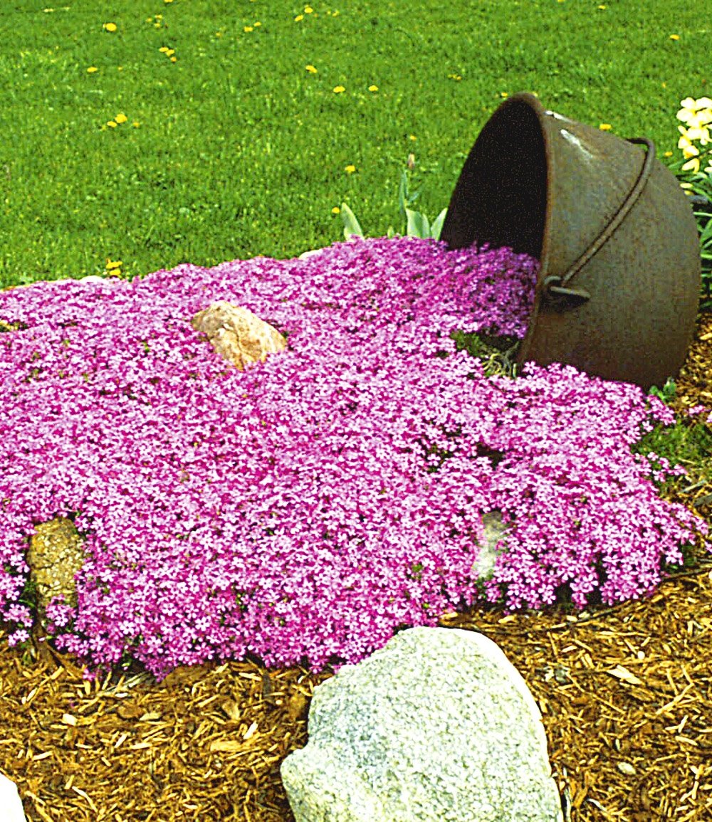 Emerald Pink Moss Phlox (Phlox subulata 'Emerald Pink') -
