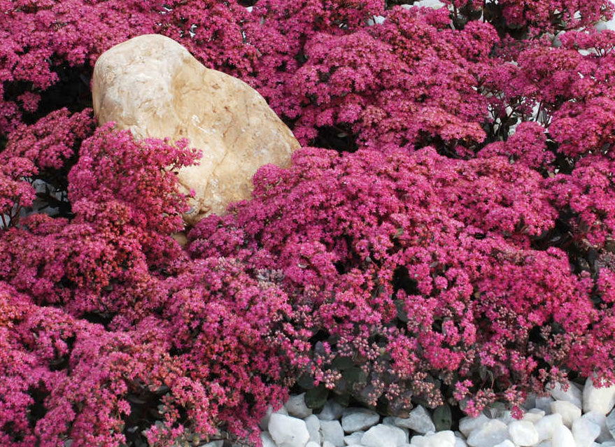 Dazzleberry Sedum (Sedum sedum 'Dazzleberry') -