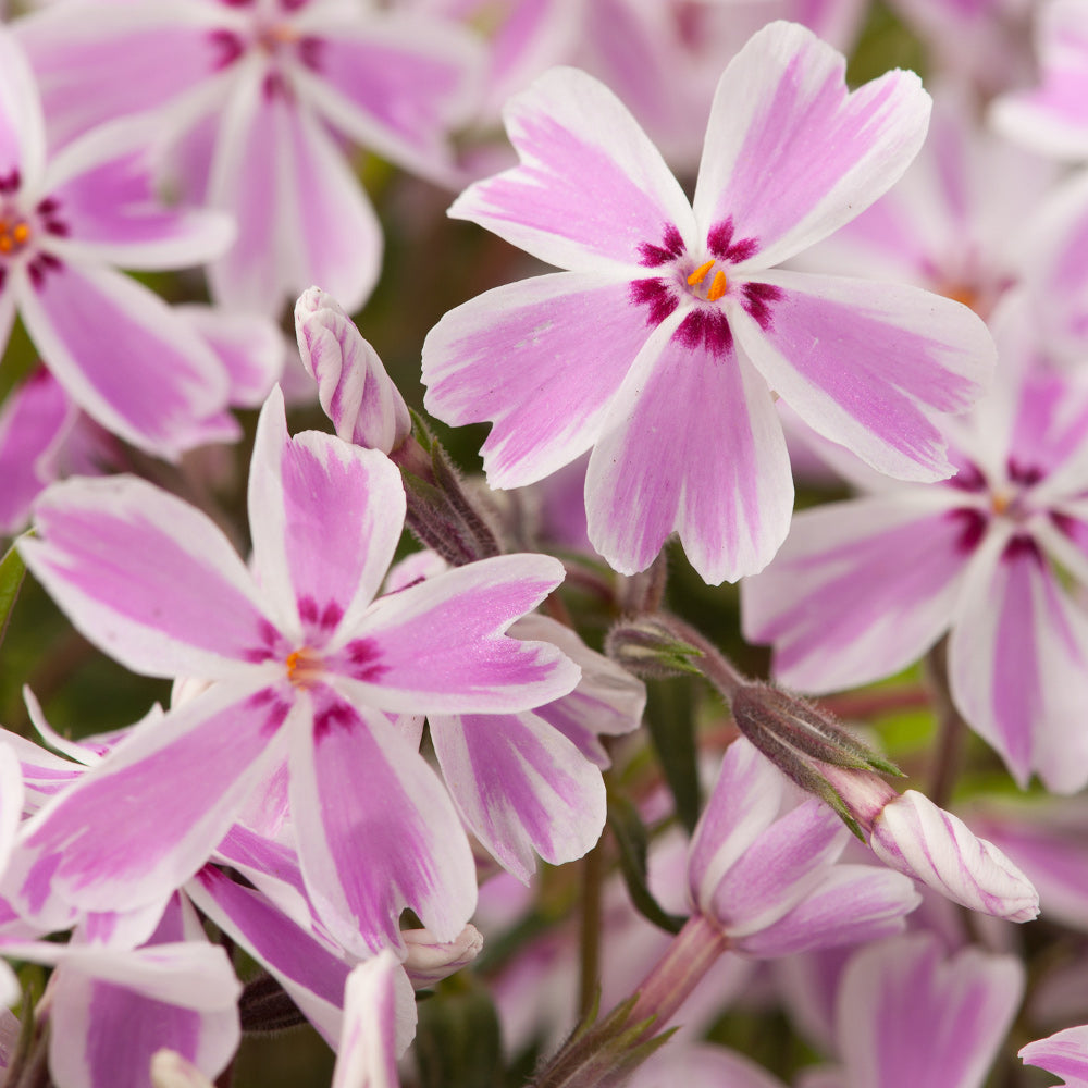 Candy Stripe Creeping Phlox (Phlox subulata 'Candy Stripe') -