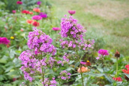 Jeana Garden Phlox (Phlox paniculata 'Jeana') -