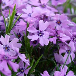 Purple Beauty Creeping Phlox (Phlox subulata 'Purple Beauty') -