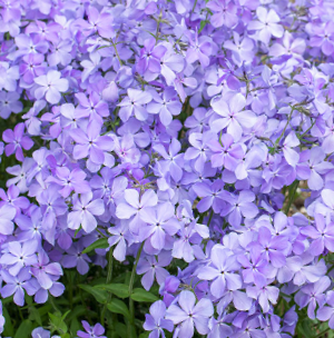 Blue Moon Phlox (Phlox D 'Blue Moon') -