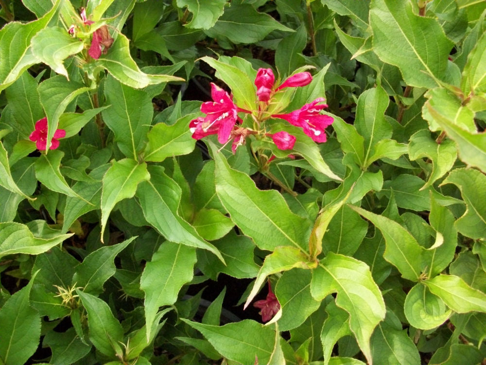 Red Prince Weigela (Weigela florida 'Red Prince') -