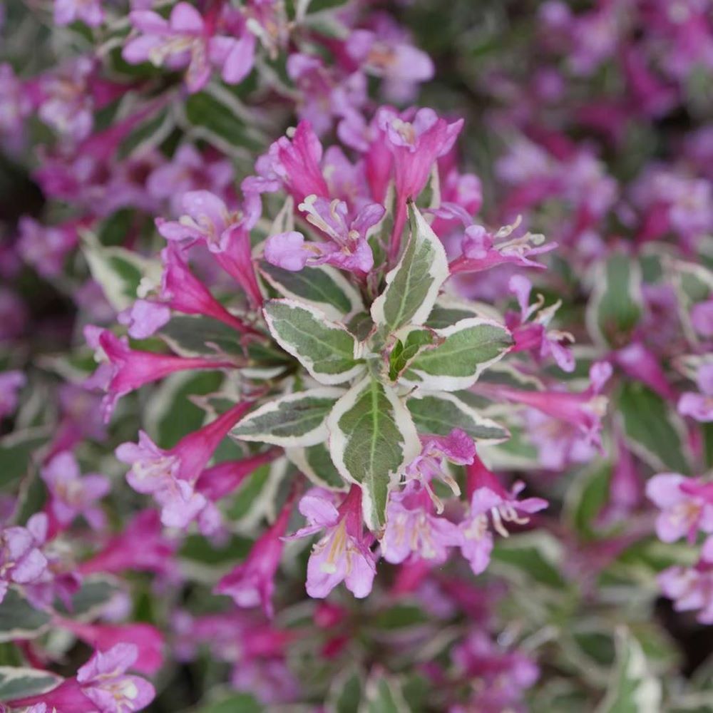 My Monet Purple Effect® Weigela (Weigela 'My Monet Purple Effect') -