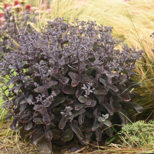 Rock 'N Grow® 'Back in Black' Stonecrop (Sedum back 'In Black') -