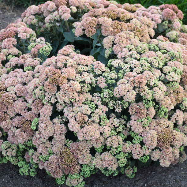 Rock 'N Grow® 'Coraljade' Stonecrop (Sedum coraljade) -