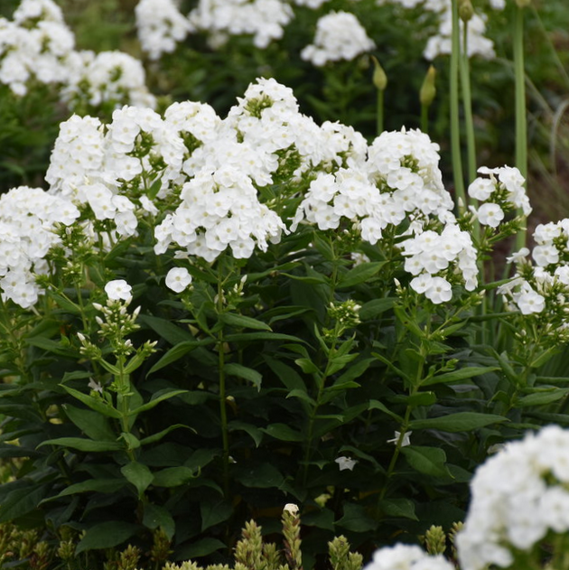 Luminary® 'Backlight' Tall Garden Phlox (Phlox P 'Luminary Backlight') -