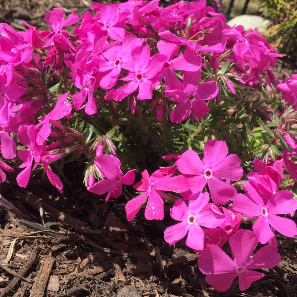 Drummond’s Pink Creeping Phlox (Phlox subulata 'Drummonds Pink') -